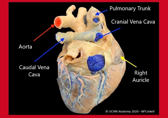 Dogs & Cats | Faculty of Veterinary Medicine | University of Calgary